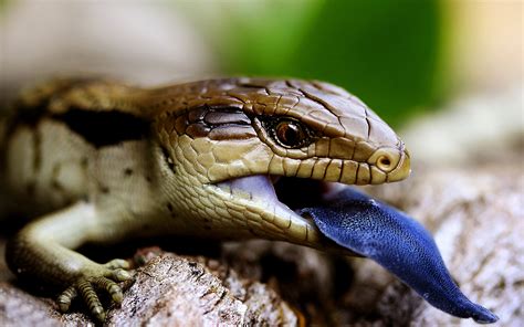  Blue-Tongued Skink: Upptäck en Reptil med Smak för Äventyr och Ett Mystiskt Tungspråk!