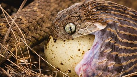 Egg Eating Snake: En mystisk orm som lever av den mest oväntade dieten - fågelägg!