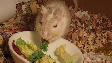  Gerbil - Den fluffiga vännen som älskar att gräva och gömma nötter!