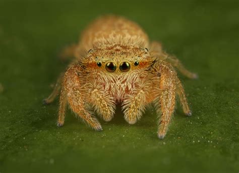  Jump Spider - En Miniatyr Kung Med Ögon Som Ser Allt!