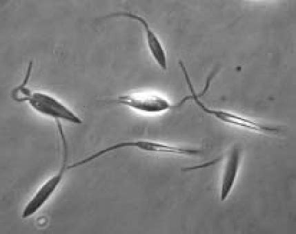 Leptomonas! En mikroflagellat som lever en parasitisk livsstil men är ändå ganska okänd i djurvärlden