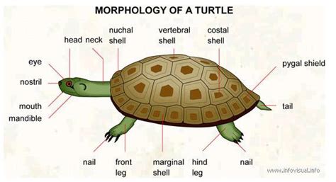  Turtler! En Reptil Med Ett Skelett Som Är Värre Än Vår Farbror Gösta Efter Julbordet