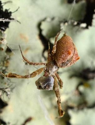  Uloborus - En liten spindel med en överväldigande aptit för flygande byte!