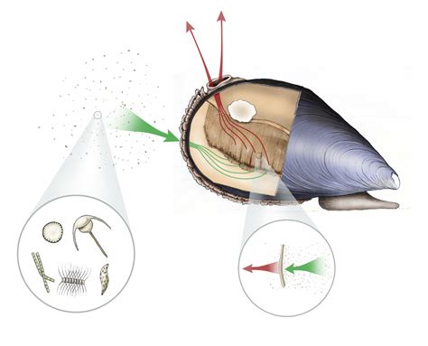 Zebra mussel? Discover its fascinating shell-dwelling, filter-feeding prowess!