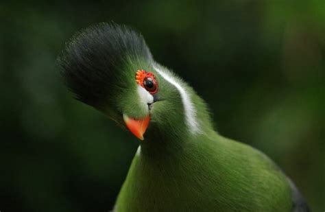 Boa! En Kreptil Med Fascinerande Skalöverdrag Och Smidiga Rörelser