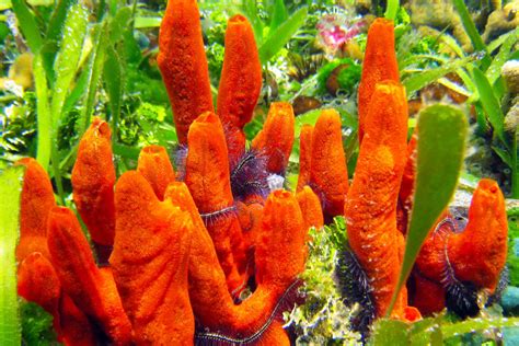  Fire Sponge: Can This Fiery Underwater Creature Actually Burn You?