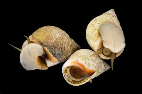   Periwinkle! A Gastropod With An Appetite For Adventure (and Algae!)