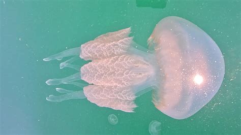  Rhizostoma pulmo - En bläckfisk med ett hjärta som slår sakta och ett utseende som skrämmer barn! 