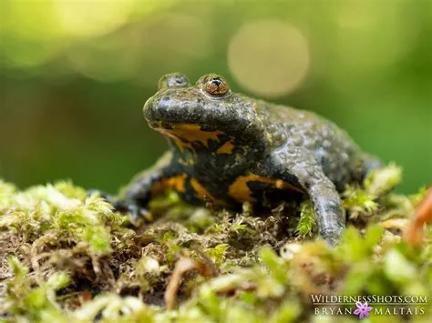 Yelow-bellied Toad! Discover this Tiny Amphibian With Striking Yellow Underbelly and Powerful Jumping Abilities!